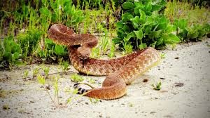 Red diamond rattlesnake scales | flickr #patterns and #textures. Red Diamondback Rattlesnake Youtube