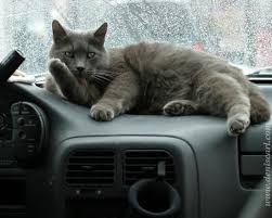 Cat Car Once Had A White Cat Who Loved To Ride In My Car Just Like This Crazy Cats Cat Love I Love Cats