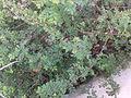 Image result for Phyllanthus polyspermus