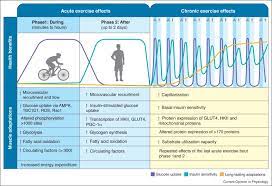 Current Advances In Our Understanding Of Exercise As Medicine In Metabolic Disease Sciencedirect