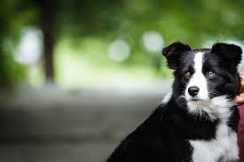 Check spelling or type a new query. Borders In Black And White Border Collie Kennel Photos Facebook