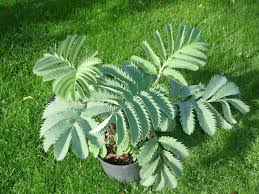 Image result for Melianthus major