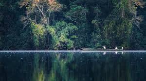 Trova il coraggio, scegli il cinema su www.madrefilm.it e non perdere il nuovo thriller di darren aronofsky #madrefilm! Madre De Dios Peru Wo Die Artenvielfalt Spurbar Ist