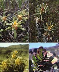 Image result for Pleiotaxis argentea