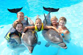 Nuotare Con I Delfini A Sharm El Sheikh