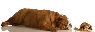 Why Does My Dog Lay Down To Eat 5 Reasons Explained