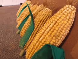 Joseph And The Amazing Technicolor Dreamcoat Birthday Party Google Search Joseph Dreams Joseph Josephs Coat