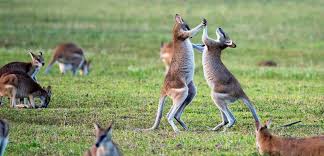 Dengan 206.694 ulasan wisata perth, australia dari berbagai narasumber, tripadvisor menjadi sumber informasi yang tepat tentang perth. Bajet Terhad Ini Cara Saya Travel Ke Perth Australia Ayiejetsetter Com
