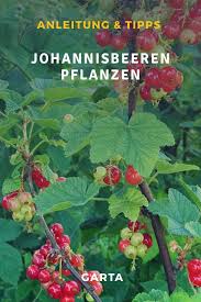 Wichtig ist in erster linie, dass. Johannisbeeren Pflanzen Pflegen Und Ernten Anleitung Ideen Und Tipps Johannisbeeren Pflanzen Pflanzen Garten Pflanzen