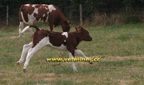 Maine Anjou Sigir Irki Www Veteriner Cc Veterinerler