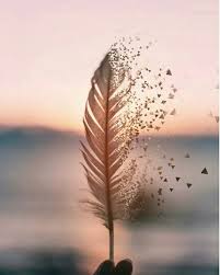 Pena Ao Vento Sheiralyn Inspiracao Inspiracao Gostodisto Nature Photography Tumblr Wallpaper Beautiful Wallpapers