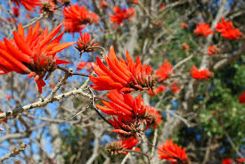 Image result for Erythrina abyssinica × lysistemon