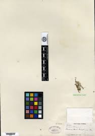 Image result for Linderniella wilmsii