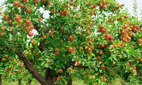 This will allow the tree to immediately start adapting to the soil and growing roots. The Best Time To Plant A Fruit Tree Spring Or Fall Smart Tips
