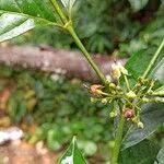 Image result for Aidia micrantha