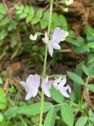 Image result for Equilabium petiolare