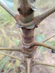 Image result for Anthocleista