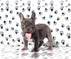 French bulldog puppies are really cute, so today we'll discuss a lot more about these pups, their growth stages, nutritional needs, and training! View Ad French Bulldog Puppy For Sale Near Florida Fort Lauderdale Usa Adn 230825