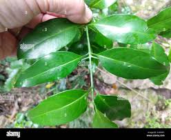 Image result for Canthium inerme