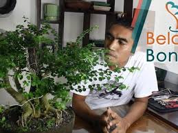 Belajar Bonsai Belajarbonsai Profile Pinterest