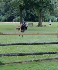 By keeping them on a leash or in another room Belgian Malinois Dog Breed Pictures