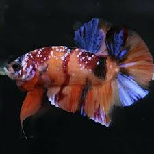 Perbedaan nemo, candy, galaxy dan emerald. Ikan Cupang Nemo Galaxy Shopee Indonesia