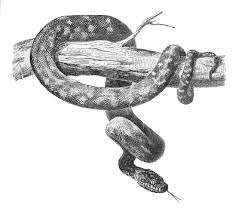 And the serpent said unto the woman, ye shall not surely die: A Snake In The Garden Of Eden Christian Apologetics Alliance
