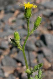 Image result for Senecio cryphiactis