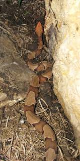 Cottonmouths are found in the eastern half of the state along with eastern diamondbacks and coral snakes however coral snakes are incredibly rare. June 2013 Snake Buddies