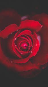 Download Wallpaper 2160x3840 Rose Bud Red Drops Close Up 4k Sony Xperia Z5 Premium Dual Hd Background Rose Flower Wallpaper Rose Wallpaper Single Red Rose