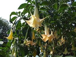 7.95 eur cattleya forbesii : Engelstrompeten Wikipedia