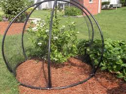 Bird Netting For Garden Uk How To Keep Birds From Blueberries Front Yard Landscaping Plants Fruit Garden