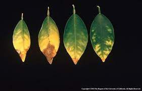 Maybe you would like to learn more about one of these? Citrus And Lemon Tree Leaves Yellowing How To Treat And Prevent Citrus Plant Citrus Trees Lemon Tree