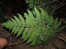 Image result for Megalastrum lanuginosum
