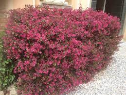 Pianta sempreverde con fiori rosa. La Siepe Di Loropetalum Dai Fiori Rosa Che Ricorda Il Cotoneaster Lacteus