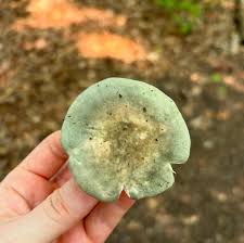 Image result for Russula flavida