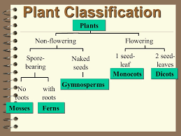 They are predominantly aquatic, occur bot in. Classification Of Plants Plant Kingdom Flowering Plants Non Flowering Plants Ppt Download