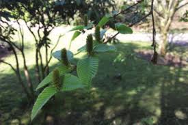 Image result for Belonophora coffeoides