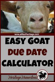 Imaginative Wrote Goat Farming Ideas Find Out Here