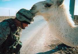 He climbed into his truck with cerdagarza, and they rode toward kuwait in silence. Pin On Fluffy Friends