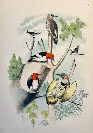 Botanical & Natural History Prints · Antique Prints, Inc.