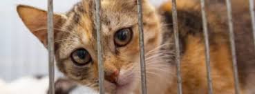 Check spelling or type a new query. Debate Kit Are No Kill Policies Killing Animals Peta