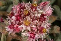 Image result for Helichrysum candolleanum