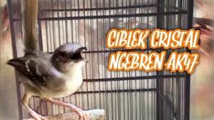 Different sets of crystal birds chirping gacor & champion. Masteran Ciblek Kristal Gacor Ngebren