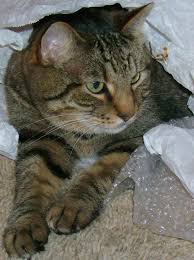 Black And Grey Tabby Cat Personality Luigi Tabby Cat Pretty Cats Cute Cats And Kittens