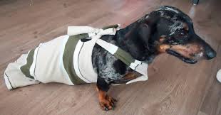 You can make a simple diy dog rear leg sling with a cloth grocery bag by following the steps in this quick video. Paralyzed Weiner Dog Drag Bag How To Make A Dog Outfit Other On Cut Out Keep