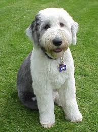 Ddbc6963f7ae087dad9bf956e9c307b3 Old English Sheepdog Dog Breeds Jpg 236 318 Pixels Old English Sheepdog Old English Sheepdog Puppy Sheepadoodle