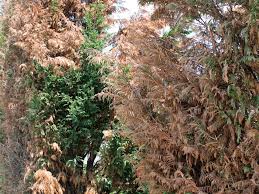 Windburn is a condition whereby a sunburn obtained in cool or cloudy conditions is incorrectly attributed to the effects of the wind rather than the sun mostly in north america. Winter Here We Come Garden Housecalls