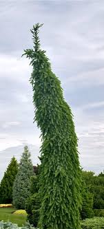 It comes from a very small area in serbia, on the slopes and hills along the drina river, and in the wild it is a. Picea Omorika Bruns Pendula Narrow Weeping Serbian Spruce Kigi Nursery Picea Omorika Serbian Spruce Fairy Garden Plants