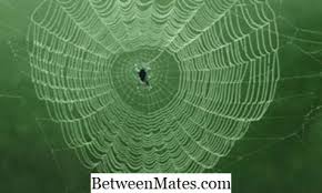 الفرق بين خيوط العنكبوت وشبكات العنكبوت الفرق بين 2021 الآخرين